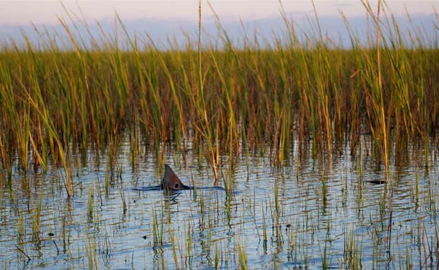 Outer Banks Fly Fishing