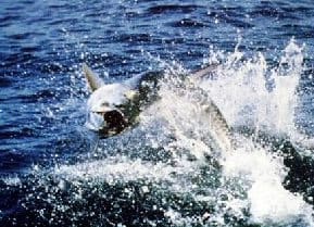 NC tarpon fishing guide