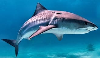 Shark fishing in Hatteras