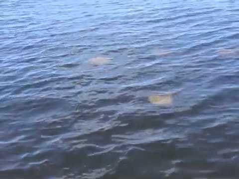 Bowfishing for rays in Hatteras